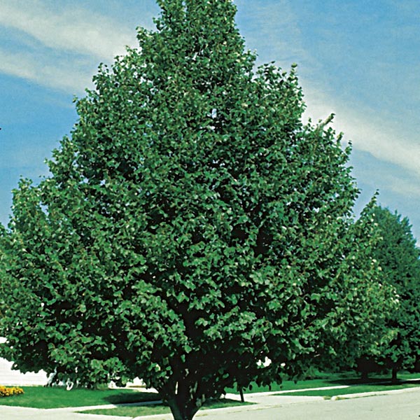 Orn Trees-tilia – Bigga Trees