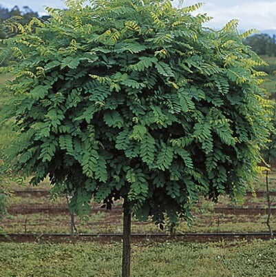 Orn Trees-robinia – Bigga Trees