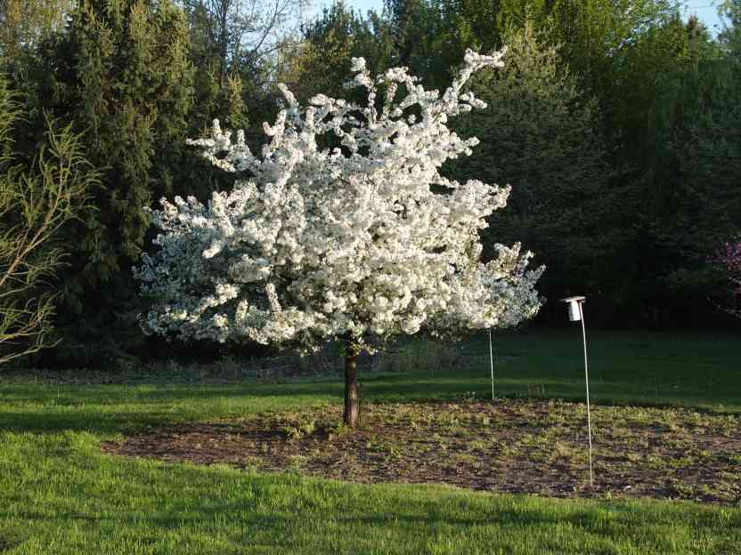 Orn Trees-malus Crab Apple – Page 2 – Bigga Trees