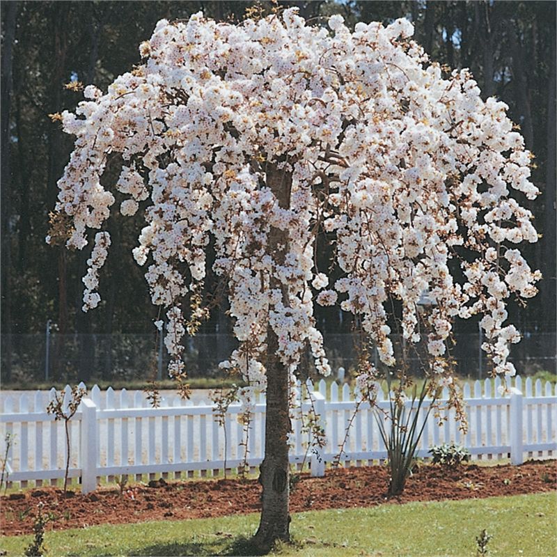 Orn Trees-prunes (flowing Cherry) – Bigga Trees