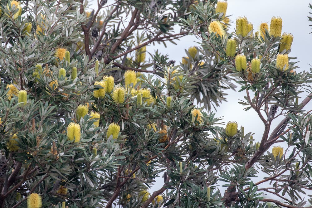 Orn Trees-natives – Page 2 – Bigga Trees