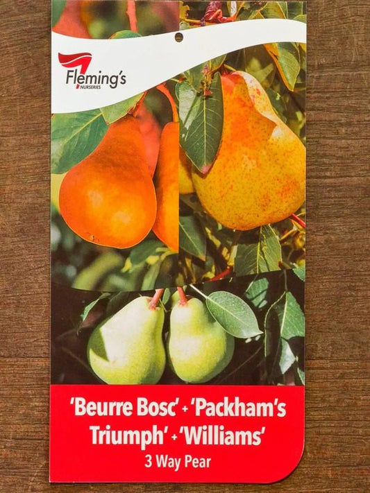 3 Way Beurre Bosc/Packham/Williams bare root