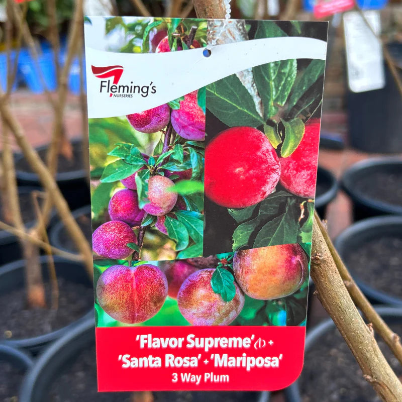 3 Way Flavor Supreme/Mariposa/Santa Rosa bare root