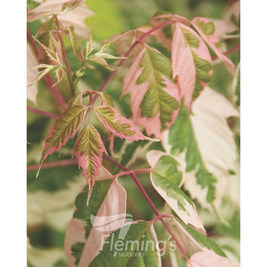 Acer negundo Flamingo bare root