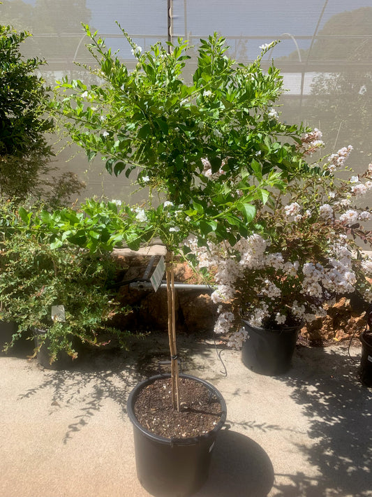 Duranta Erecta Alba 30lt