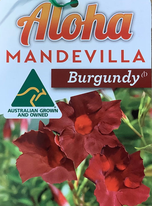 Mandevilla Aloha Burgundy 14cm