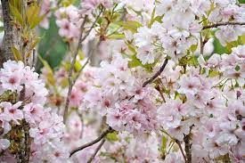 Prunus Cherry Amangoawa 30lt