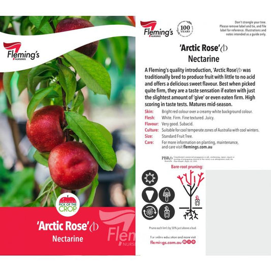 Artic Rose Nectarine bare root