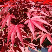 Acer Palmatum Dissectum Atropurpureum Ornatum 50lt