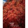 Acer Dis Atropurpureum Sht Std