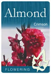 Flowering Almond Crimson 50lt