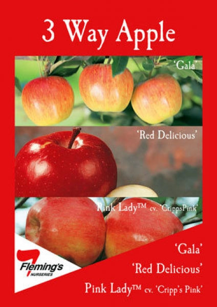 3 Way Gala/Pink Lady/Red Delicious bare root