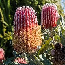 Banksia Menziesii Dwarf 8lt