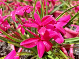 Rhodohypoxis Beverly 140mm