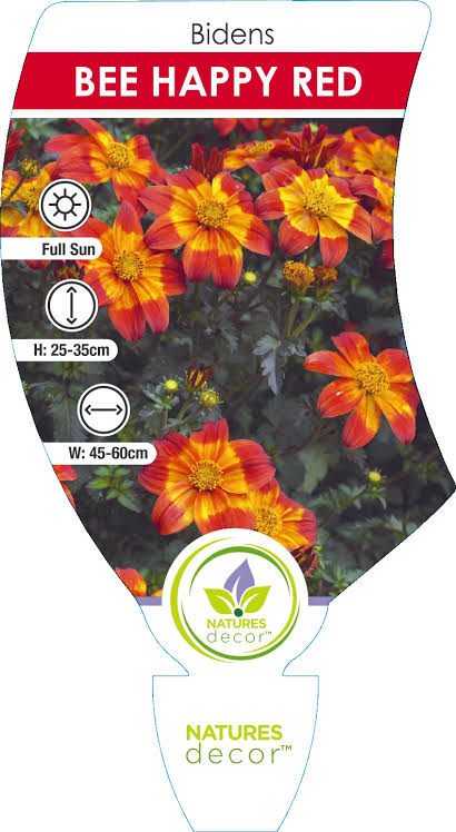 Bidens Bee Happy Red 140mm