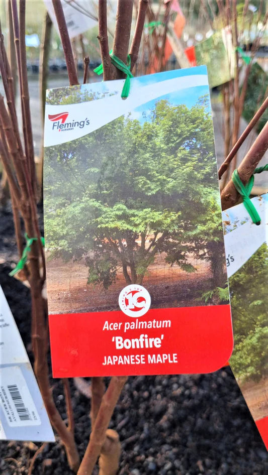 Acer Palmatum Bonfire 30lt
