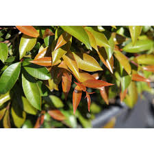 Syzygium Bush Christmas 14cm