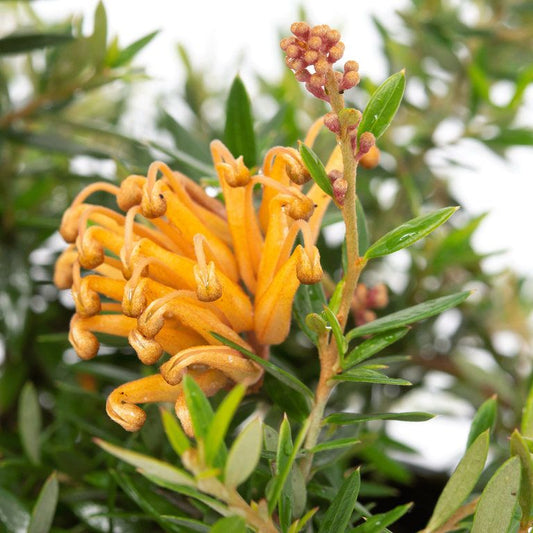 Grevillea Carpet Queen 14cm