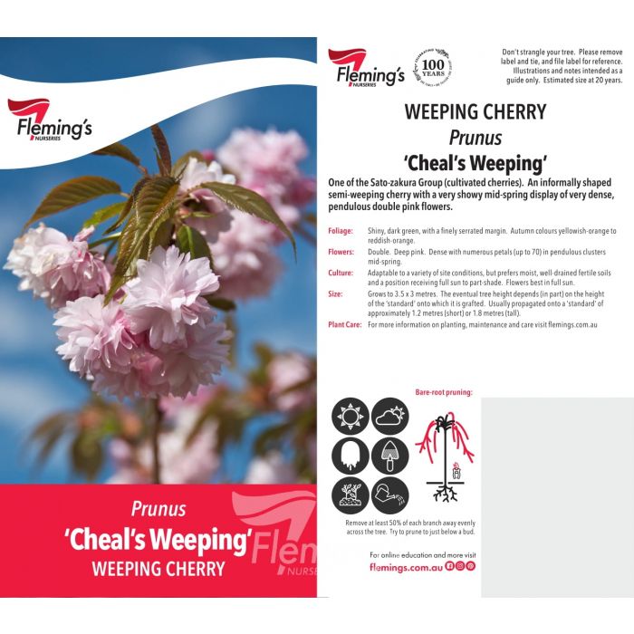 Prunus Cheals Weeping Cherry bare root