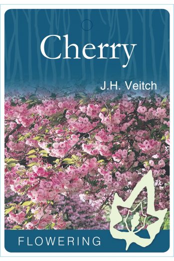 Prunus J>H Veitch-Fugenzo bare root