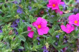 Cistus X Pulverulentus Sunset 175mm