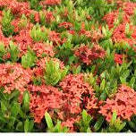 Ixora Coccinea Coral Coals 200mm