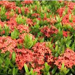 Ixora Coccinea Coral Coals 140mm
