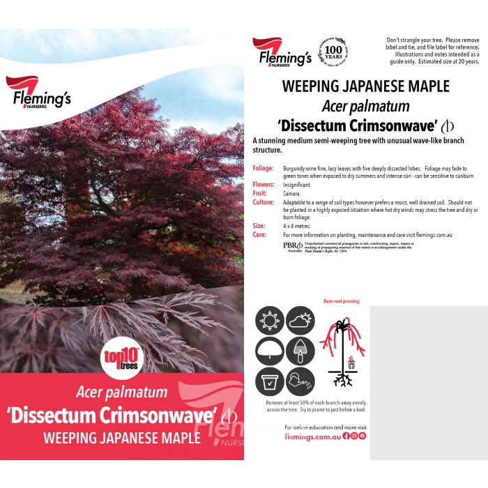 Acer palmatum var. Dissectum Crimsonwave bare root