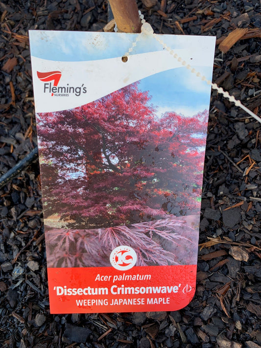 Acer Dissectum Crimson Wave 30lt