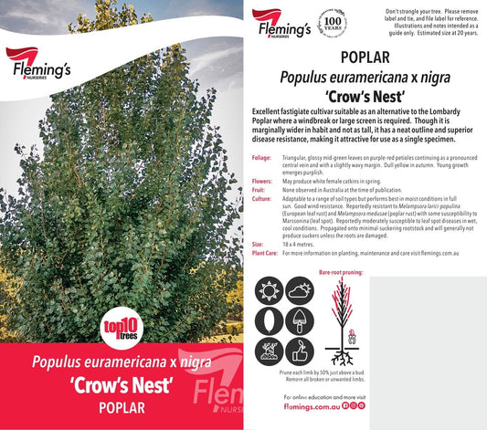 Polulus euramericana x nigra Crows Nest BARE ROOT