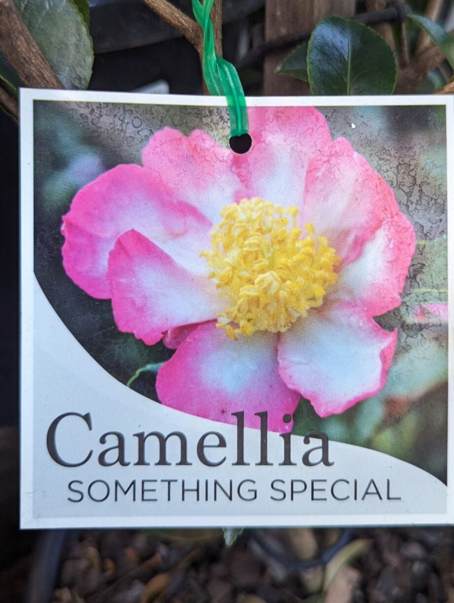 Something Special 5lt