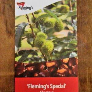 Flemings Special Chestnut bare root