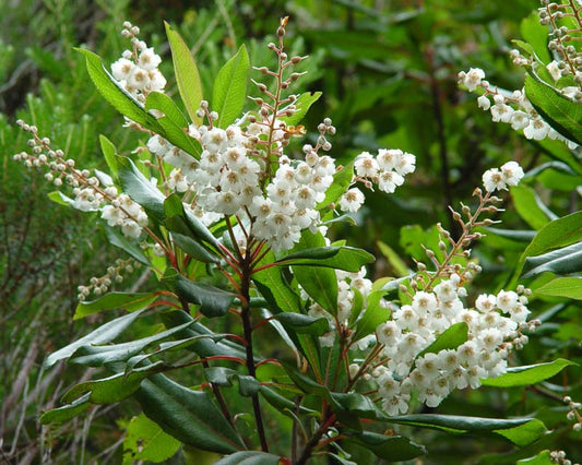 Clethra Arborea Flora Plena 50lt