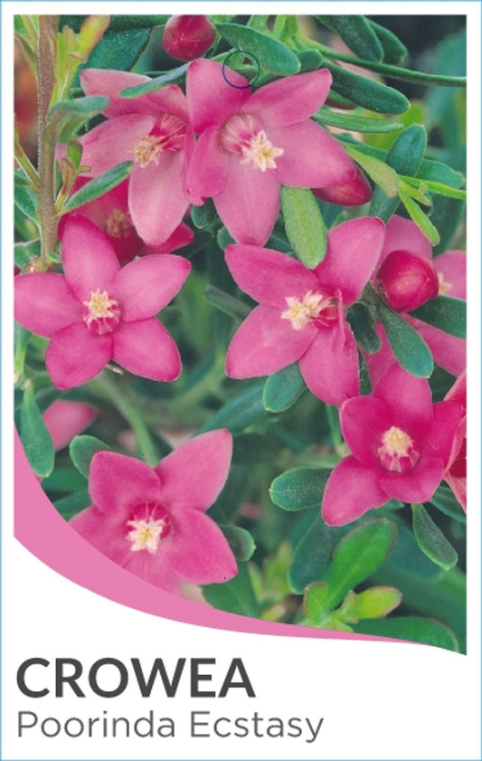 Crowea Poorinda Ecstasy 140mm