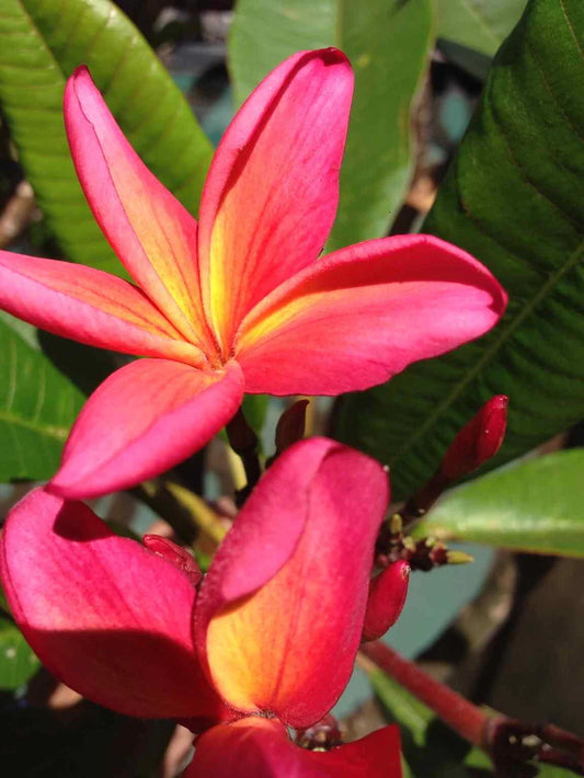 Darwin Pink 18lt