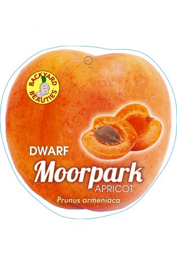 Dwarf Moorpark Apricot bare root