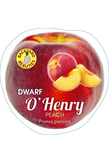 Dwarf O'Henry Peach bare root