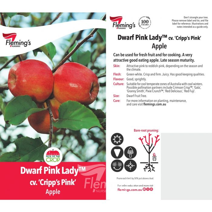 Dwarf Pink Lady bare root