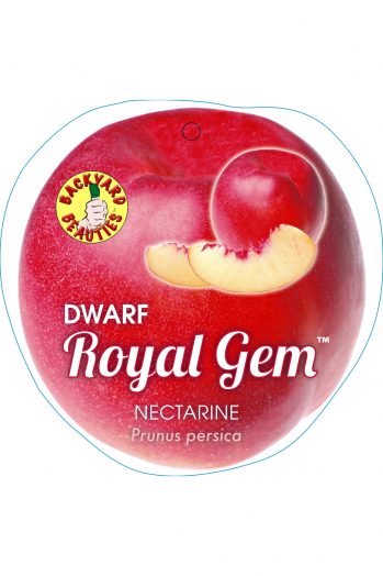 Dwarf Royal Gem Nectarine bare root