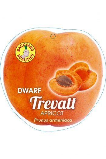 Dwarf Trevatt Apricot bare root