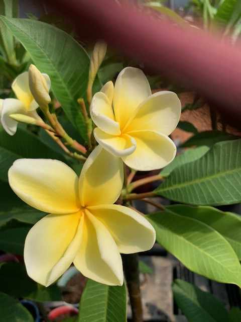 Darwin Yellow