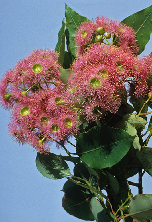 Corymbia Calophylla Rosea 50lt