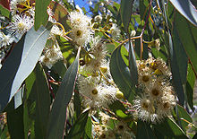 Eucalyptus Melliodora 50lt