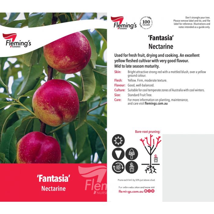 Fantasia Nectarine bare root