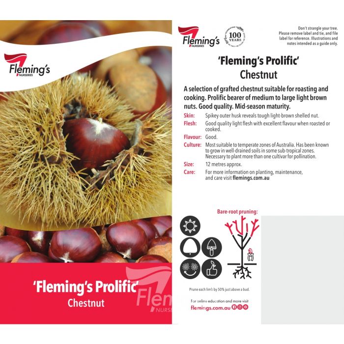 Flemings Prolific Chestnut bare root