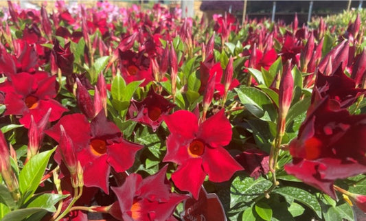 Mandevilla Garden Crimson 140mm