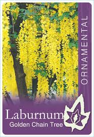 Laburnum Golden Chain Tree bare root