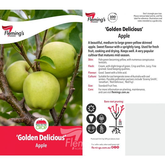 Golden Delicious bare root