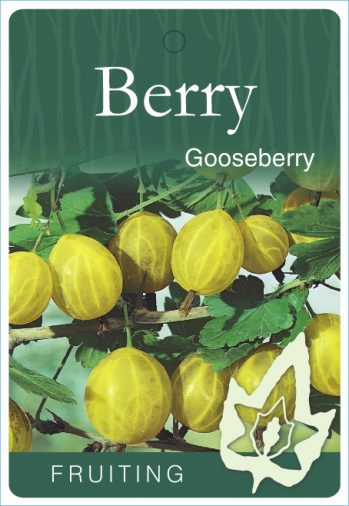 Thornless Gooseberry bare root