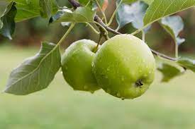 Granny Smith 6lt